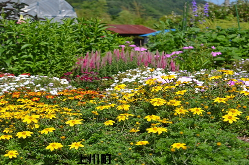 上川町お花畑